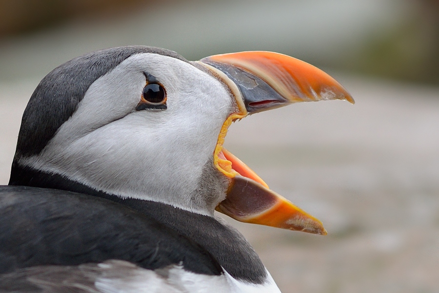 Papageitaucher (Fratercula arctica)