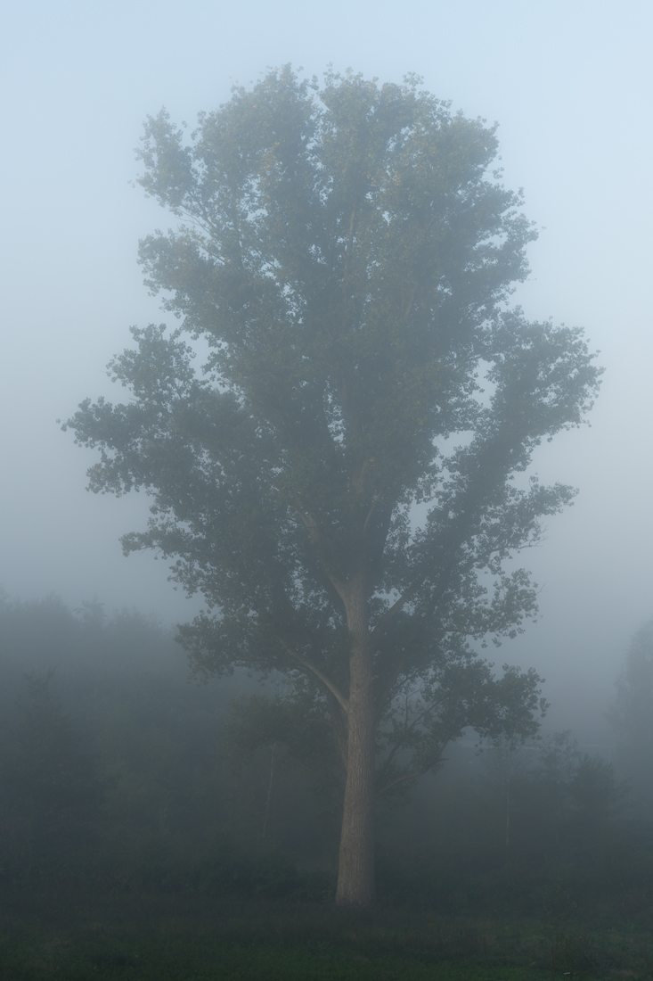 Pappel im Nebel 2.jpg