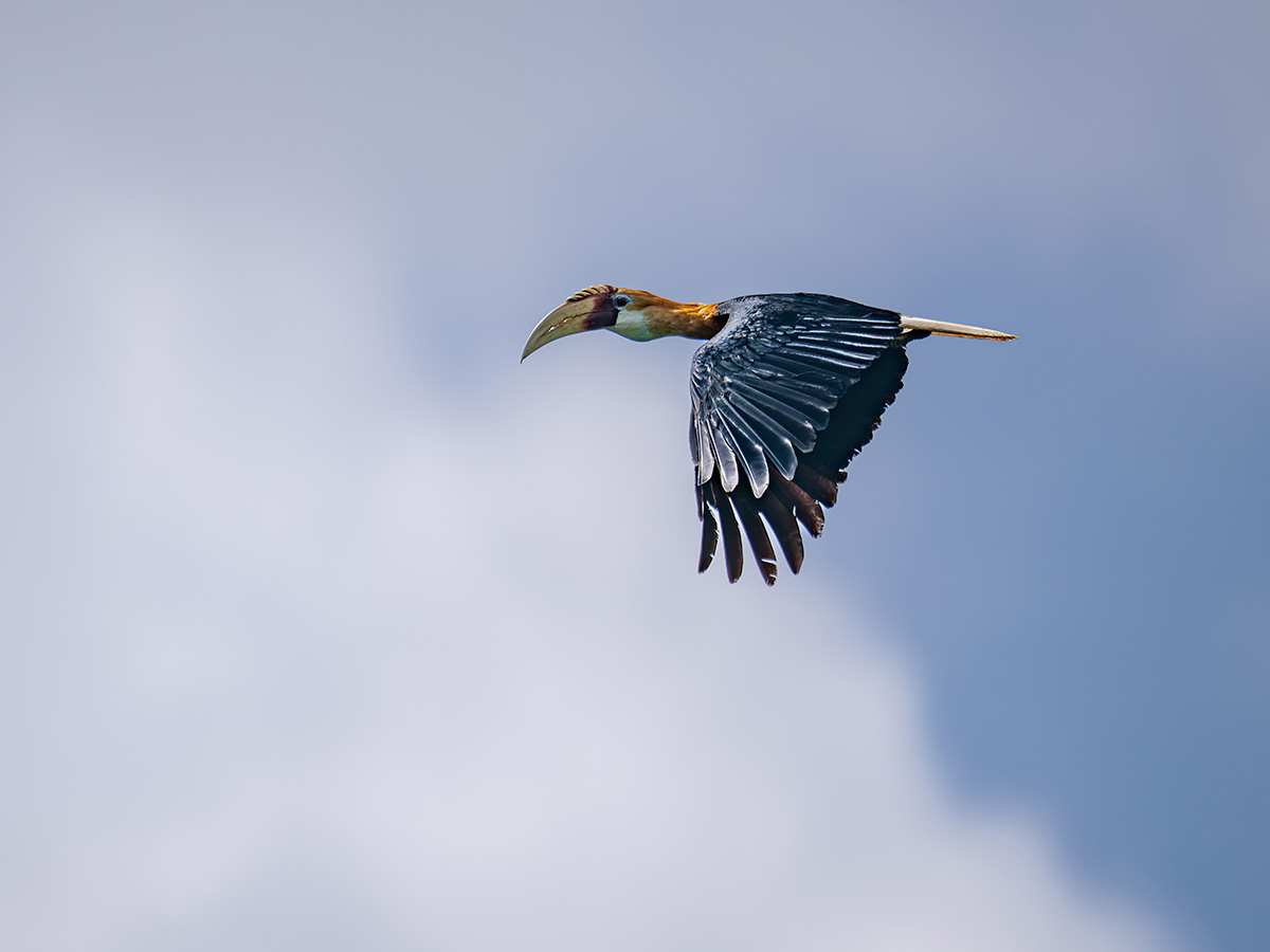 Papuahornvogel.jpg