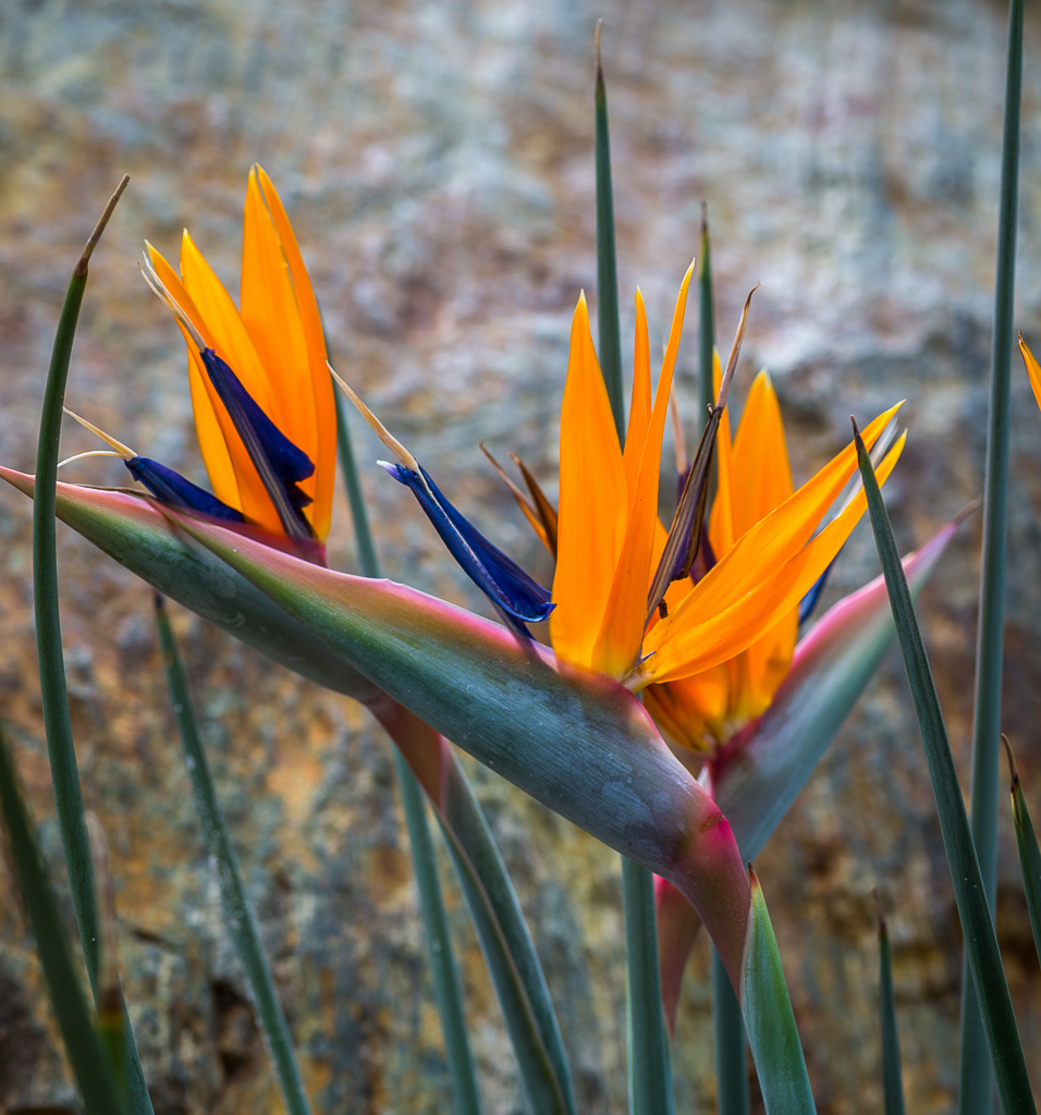Paradiesvogelblume
