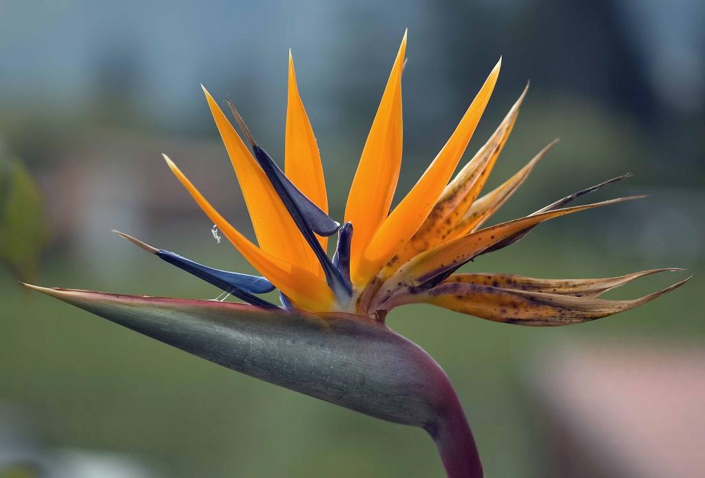 Paradiesvogelblume