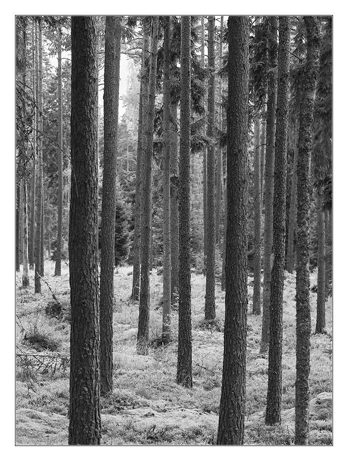 parallelen