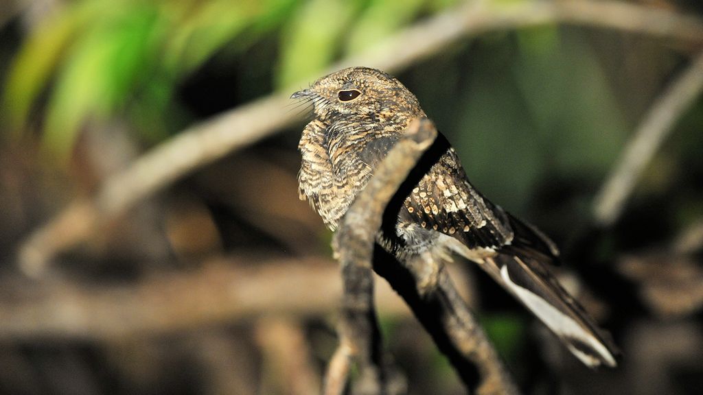 Paraque Nachtschwalbe (Common Paraque)
Iwokrama Rainforest
1093