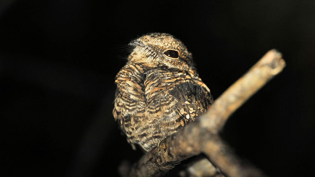 Paraque Nachtschwalbe (Common Paraque)
Iwokrama Rainforest
1134
