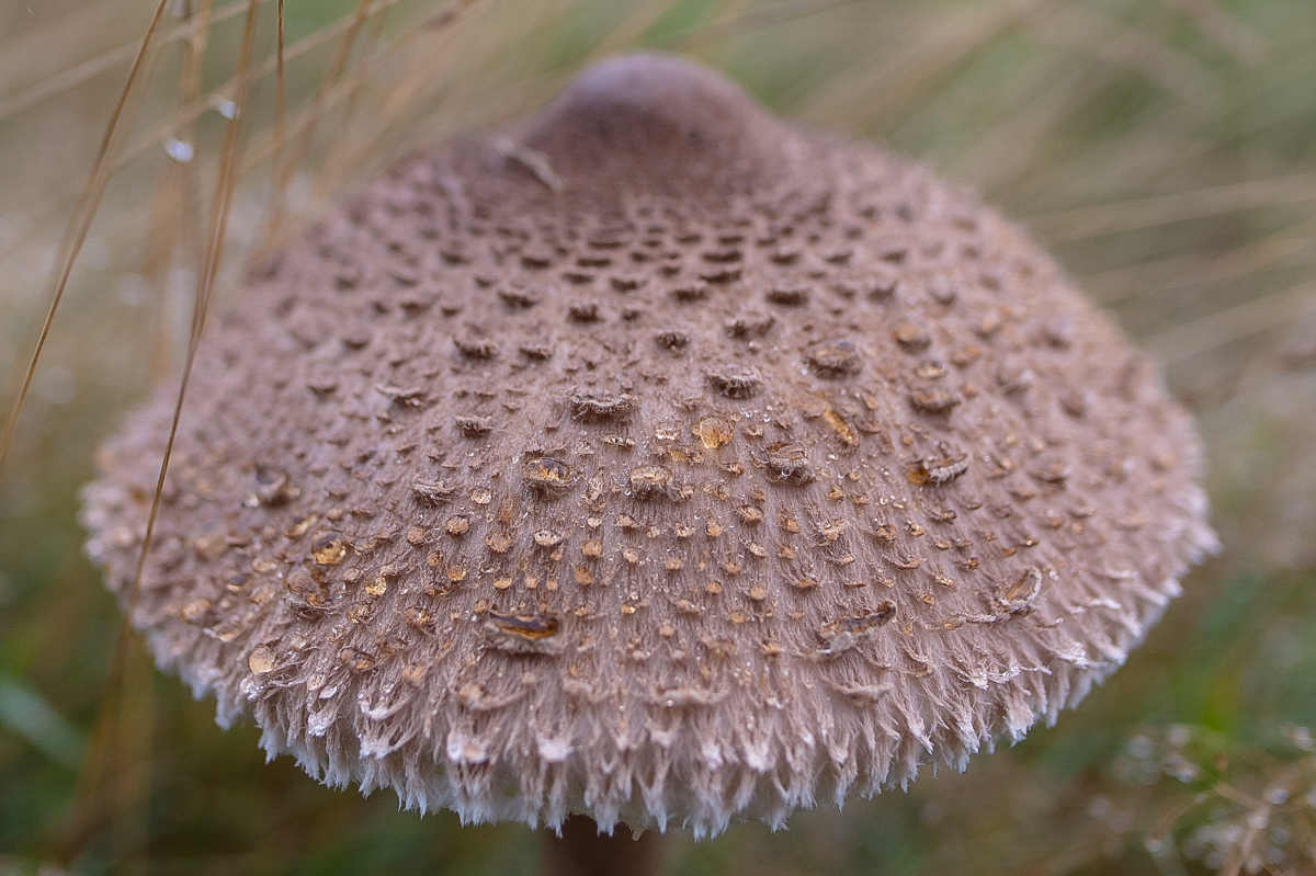 Parasol 1 (1 von 1).JPG