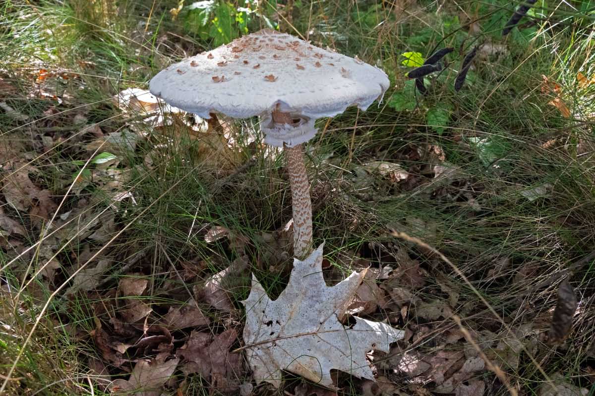 Parasol 2.jpg