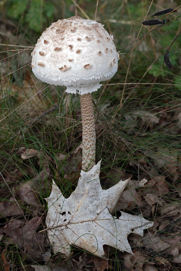 Parasol.jpg