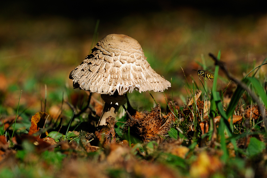 Parasol mit Wespe