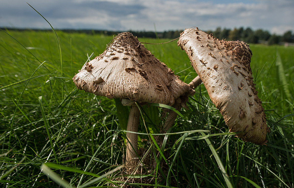 Parasole