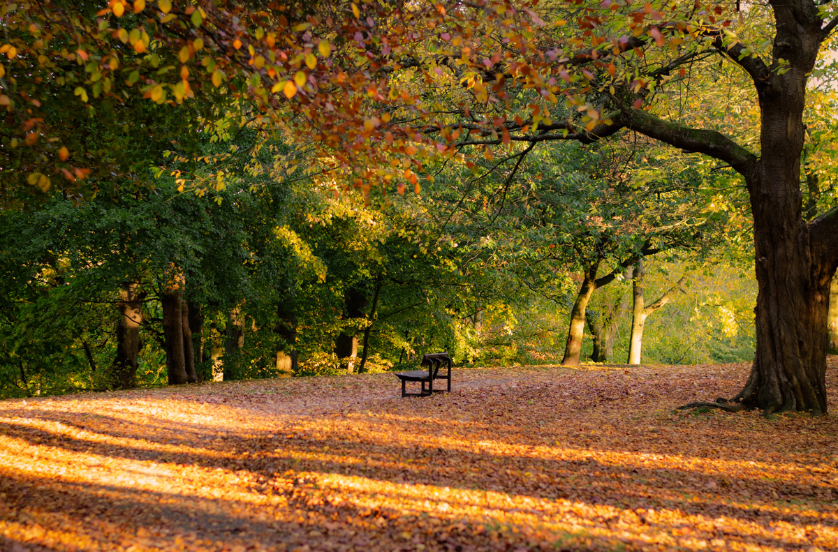 Park