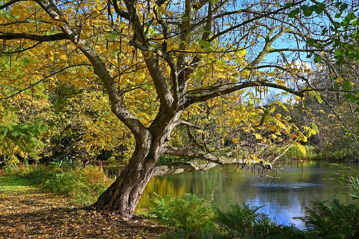 Parkbaum im Herbst.jpg
