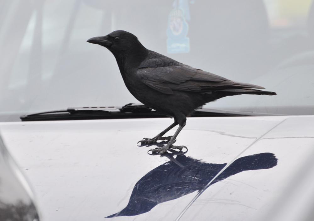 Parkplatzwächter