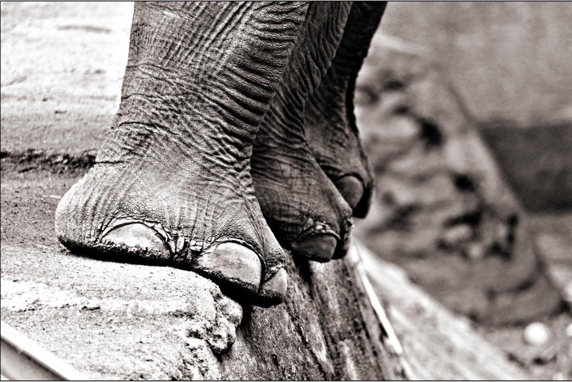 parts of elephants