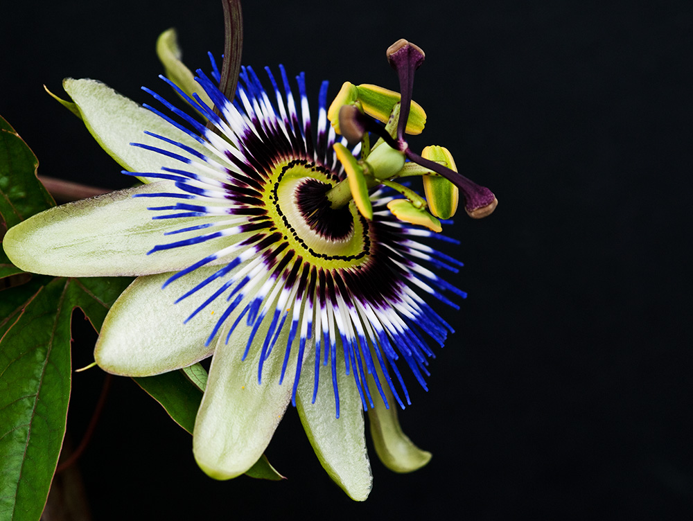 Passionsblume 2 DSC 5636