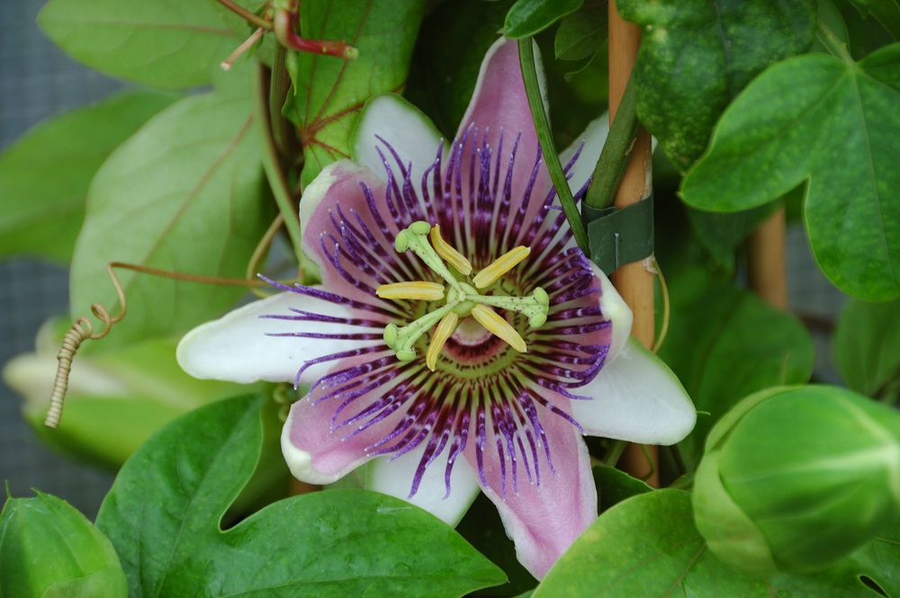 Passionsblume