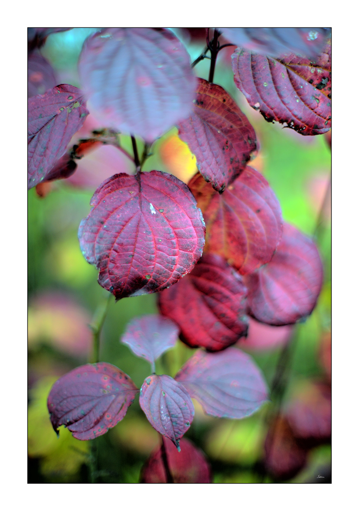 PastPZ1 4173