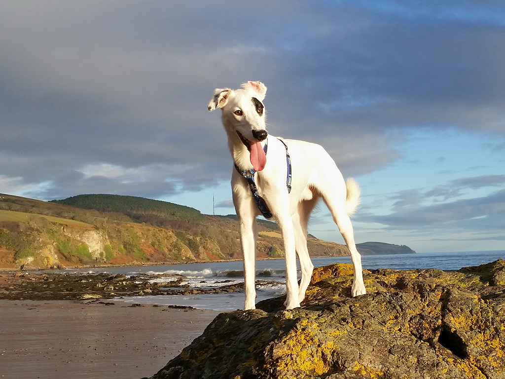 Patch auf Felsen am Strand von Rosemarkie