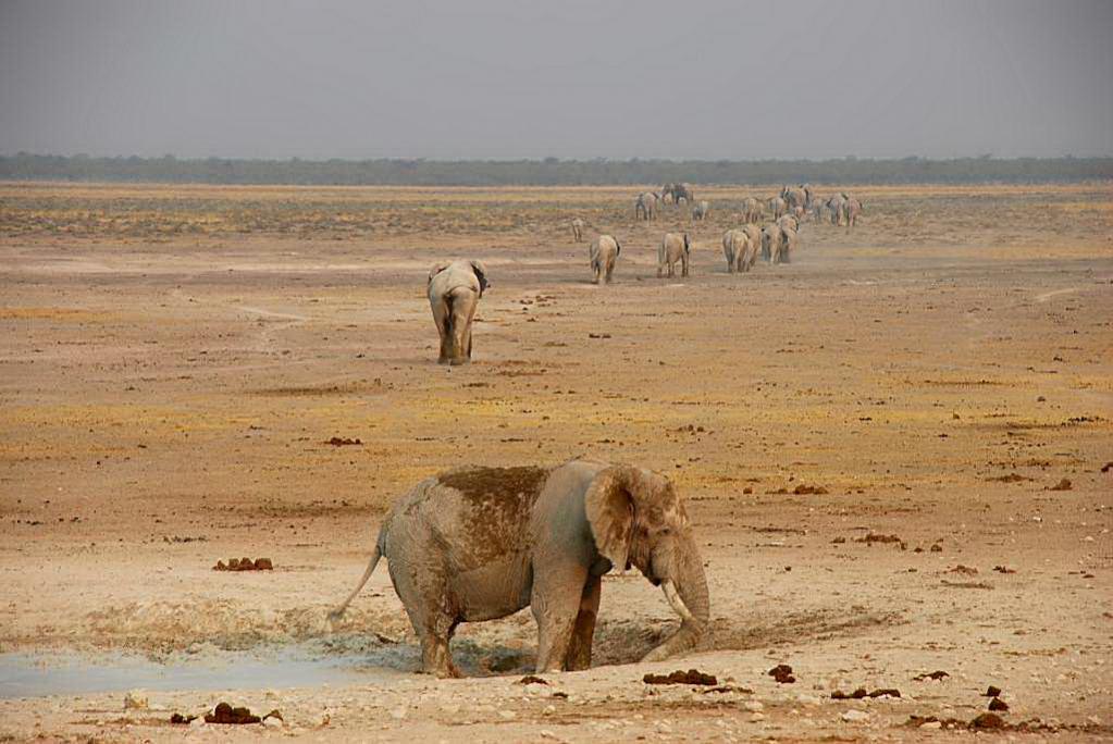 patrouille d'élephants