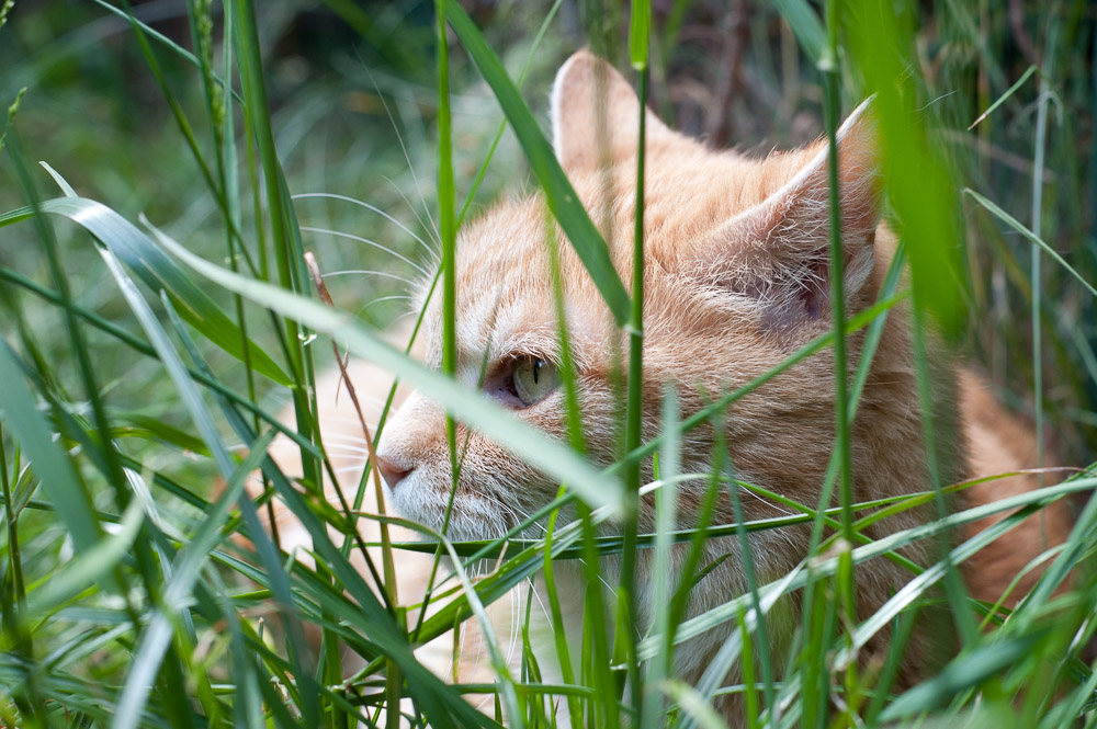 Paula im Versteck