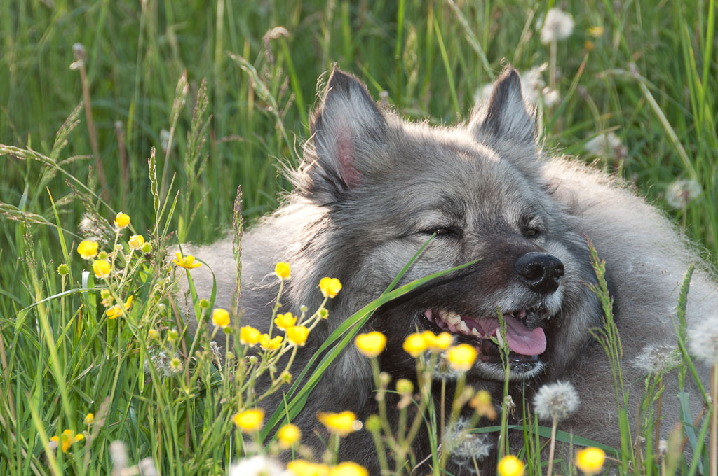 Pause in der Wildblumenwiese