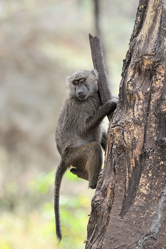 Pavian im Lake Manyara Nationalpark
9788