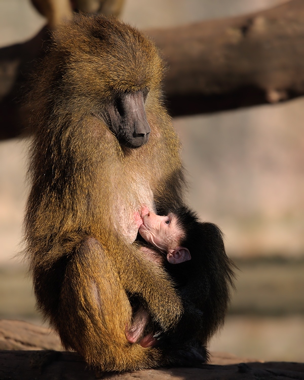 Paviane
Mutter mit Kind
Tiergarten Nürnberg