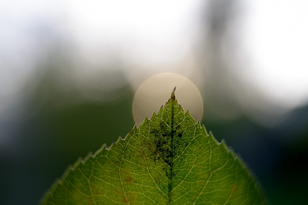 PC-Nikkor 28mm 1:3.5 plus pk-13