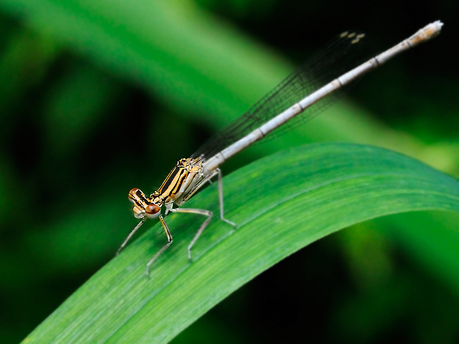 Pechlibelle