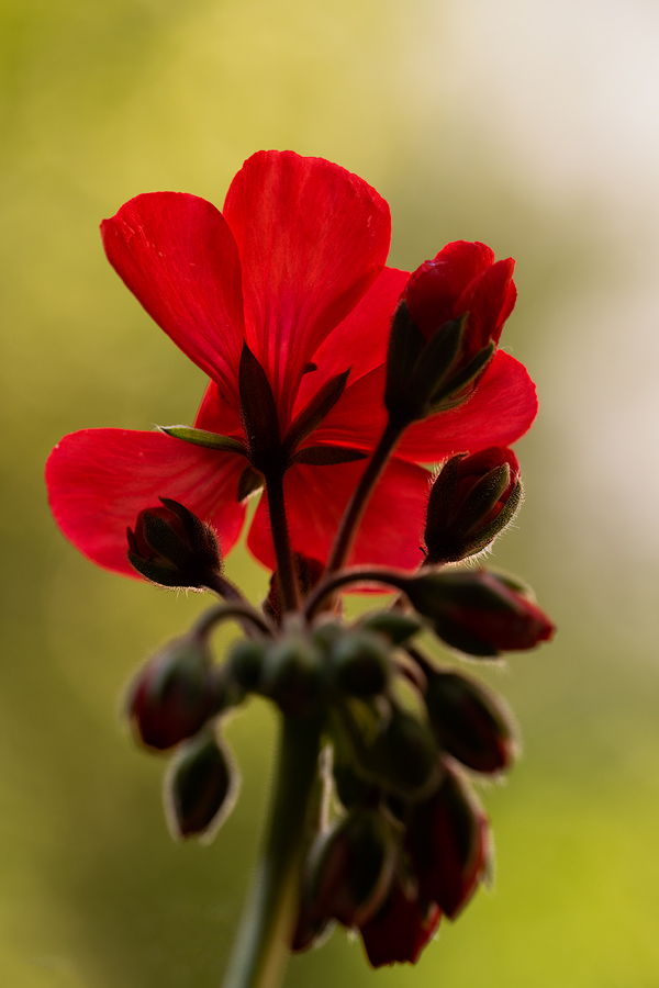 Pelargonie2018.jpg