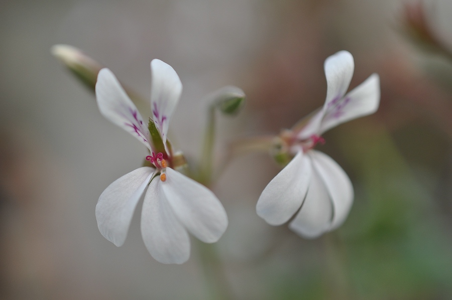 Pelargonium fragrans
