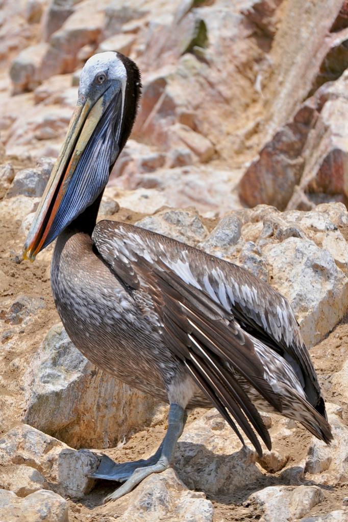 Peli 2