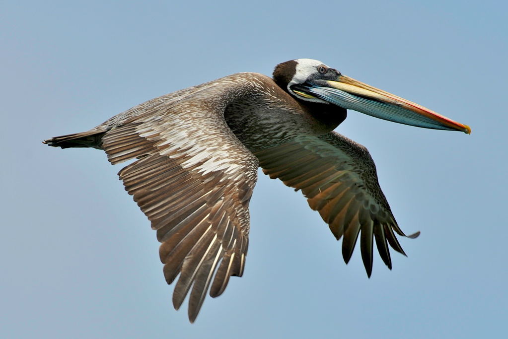 Peli 4