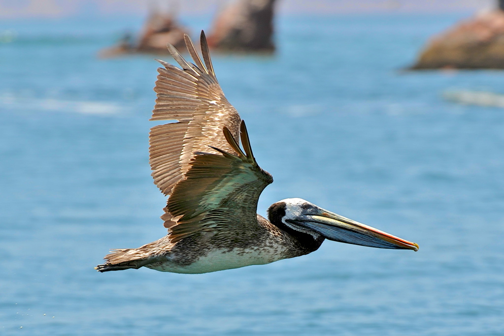 Peli Flug