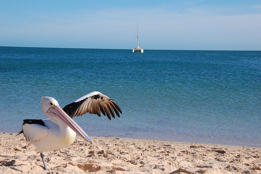 Peli