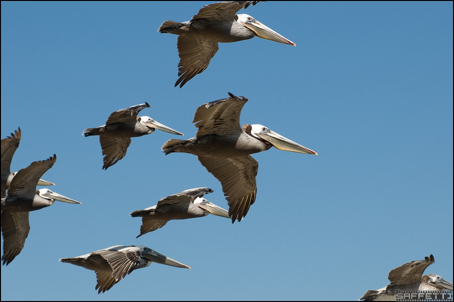 peli2 forum