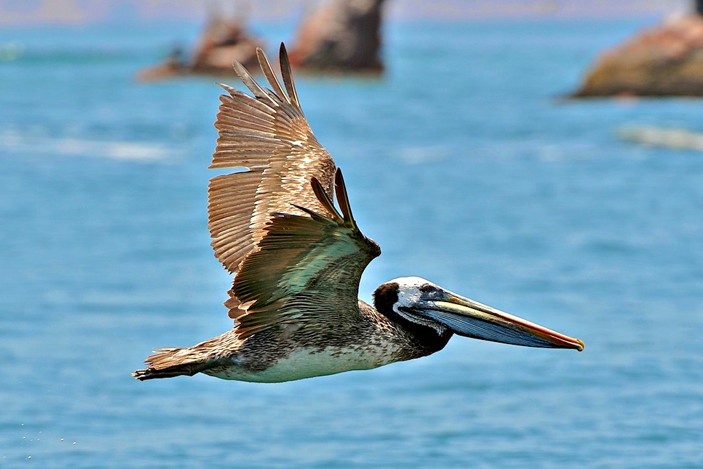 Pelican (2)