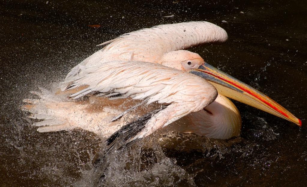 Pelican