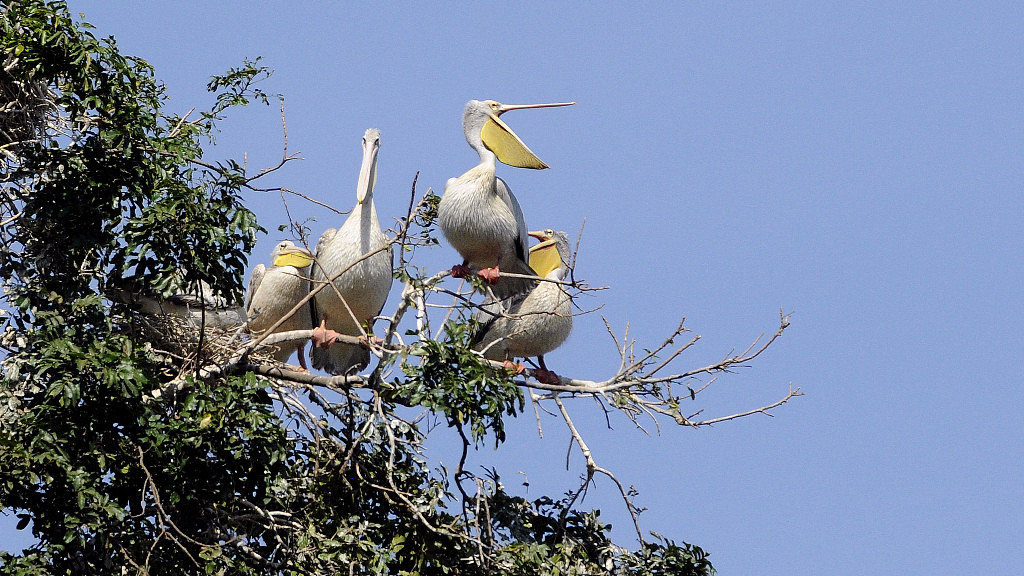 pelikan manyara 2