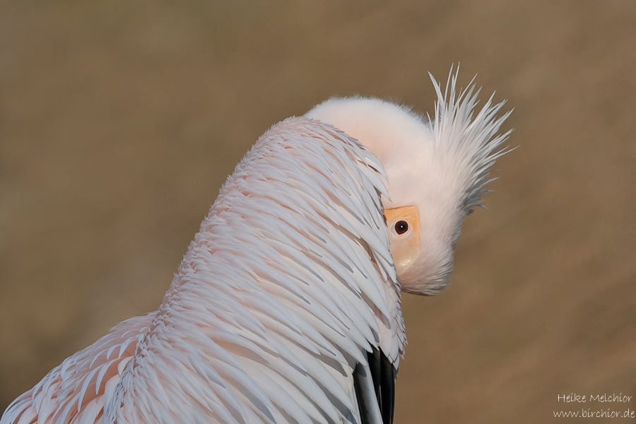 Pelikan
Zeigt her Eure Vögel