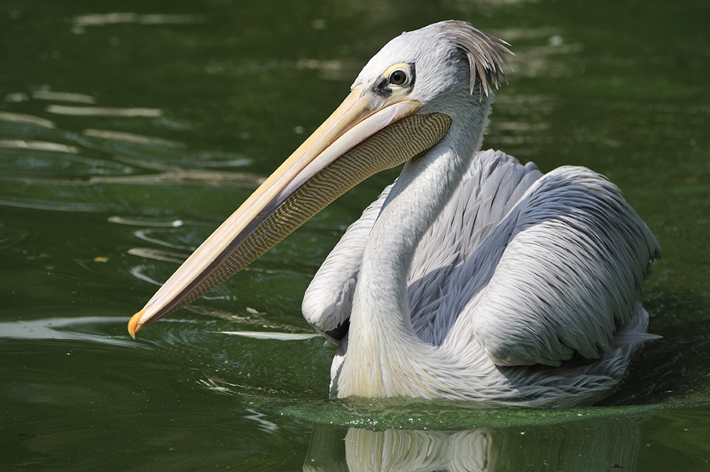 Pelikan