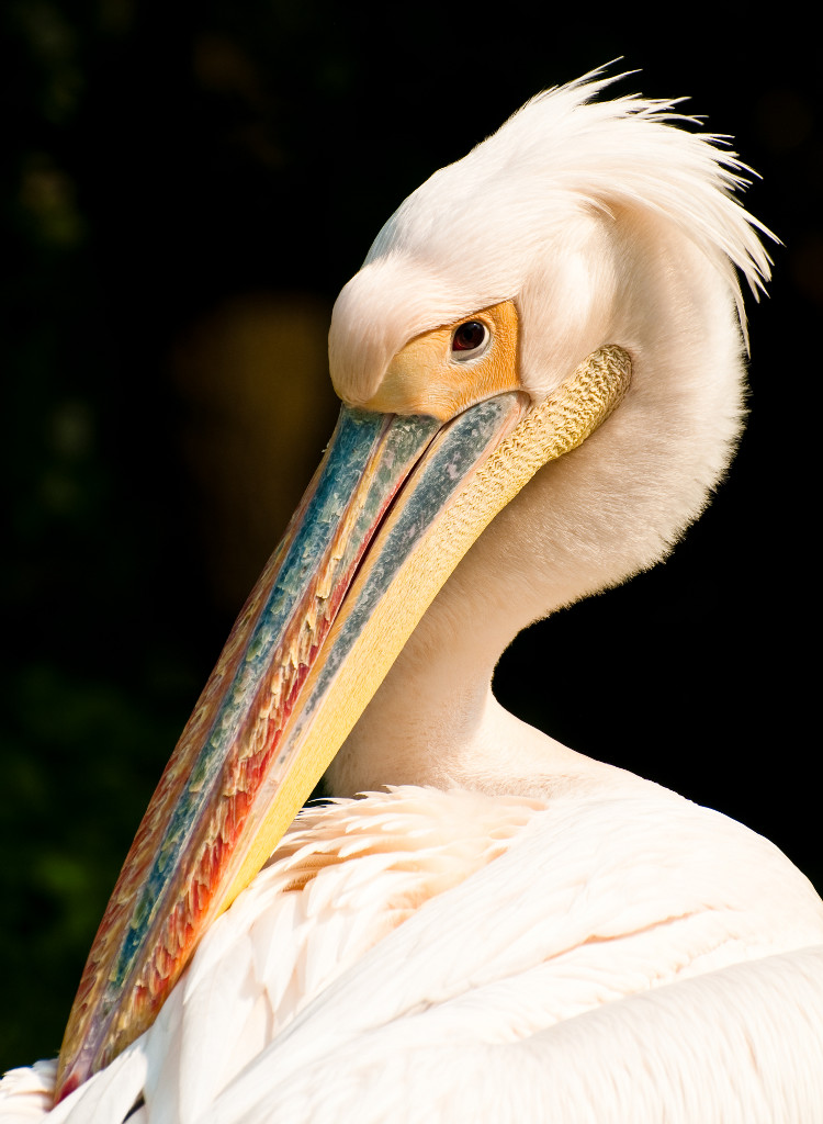 Pelikan