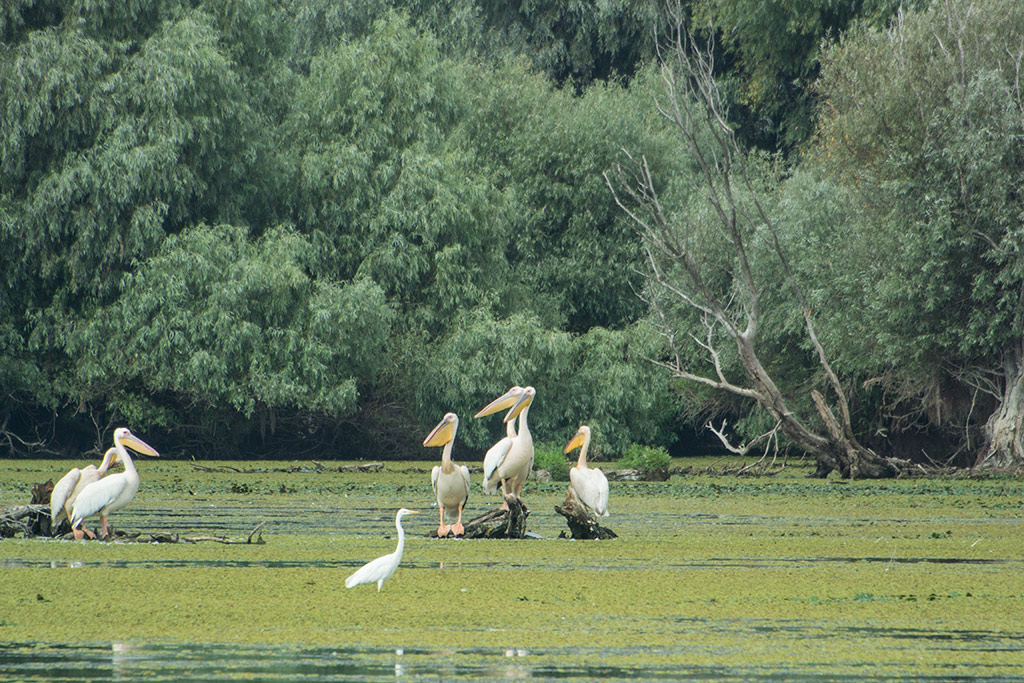 Pelikane im Donaudelta