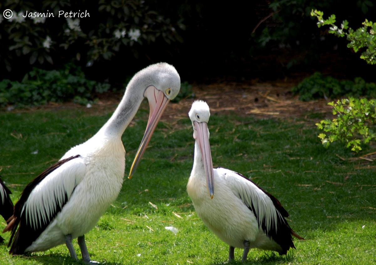 Pelikane