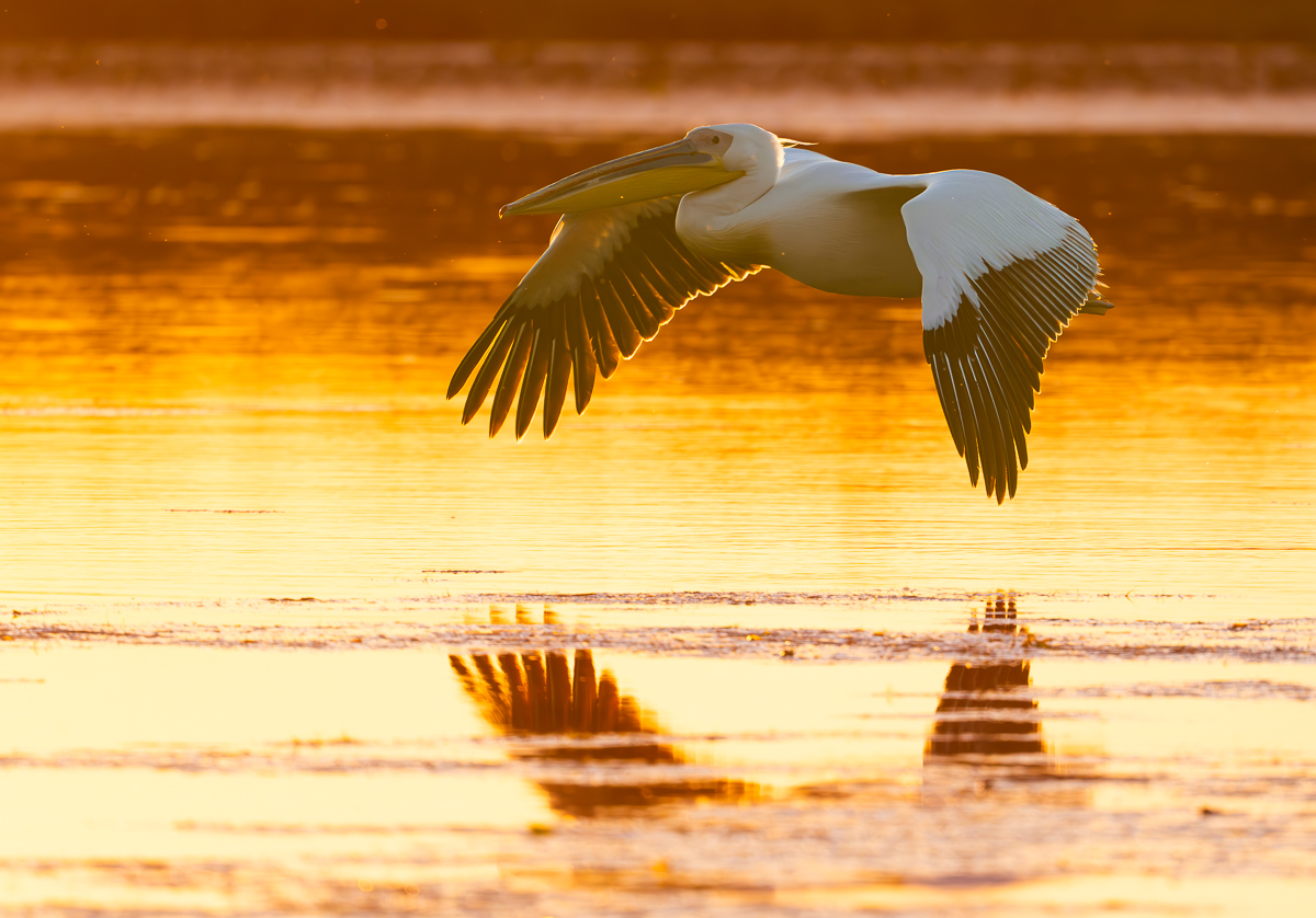 PelikanSunset.jpg