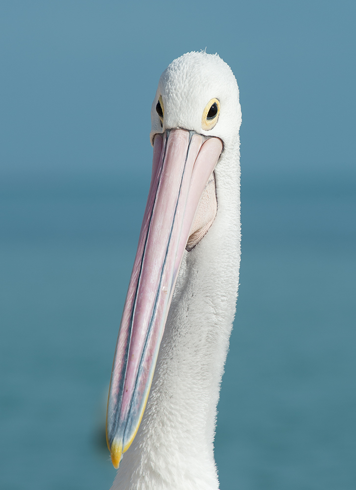 pelle3