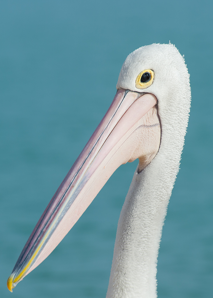 pelle6