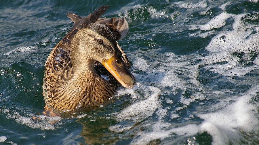 Pentax K100D Super
Verschlusszeit: 1/400 s
Blende: 9.0
Brennweite (KB): 300 mm
ISO: 200