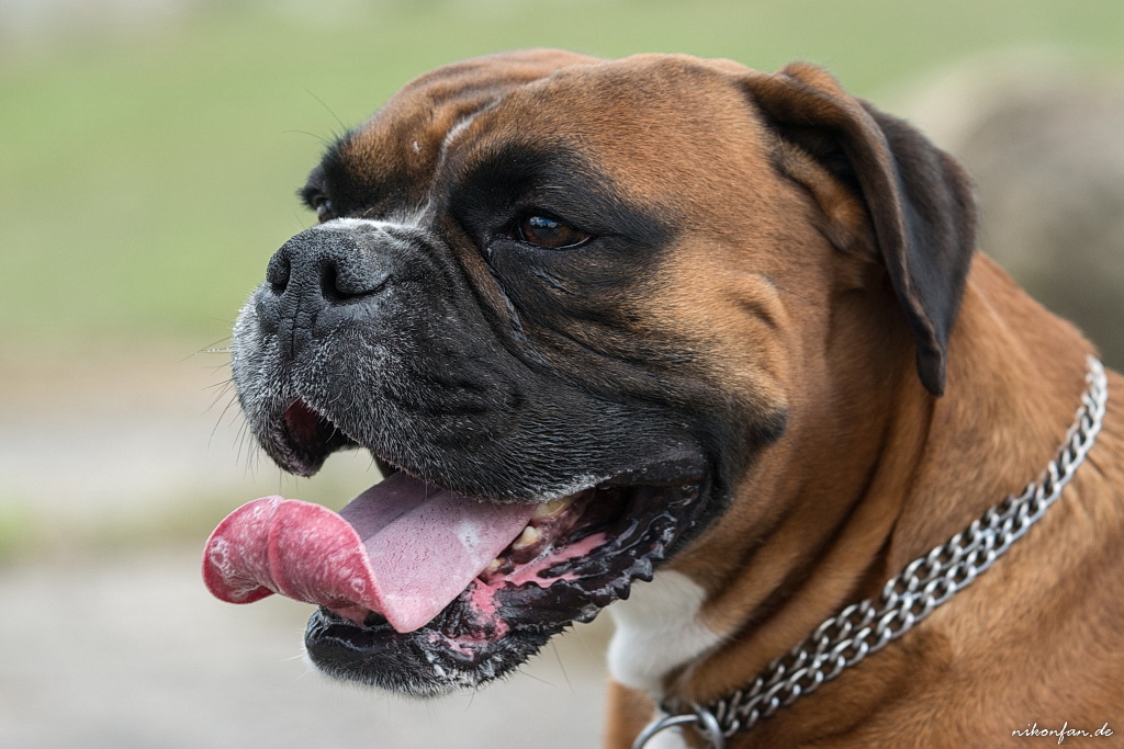 Pepe D710326 1