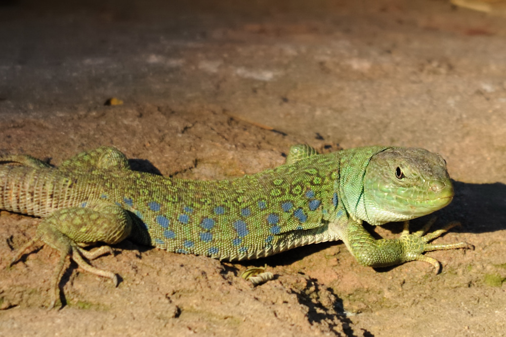 Perleidechse 
Tiergarten Nürnberg