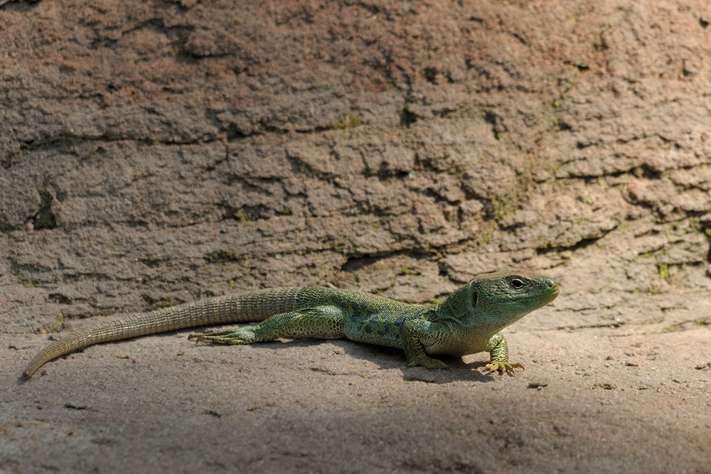 Perleidechse
Tiergarten Nürnberg